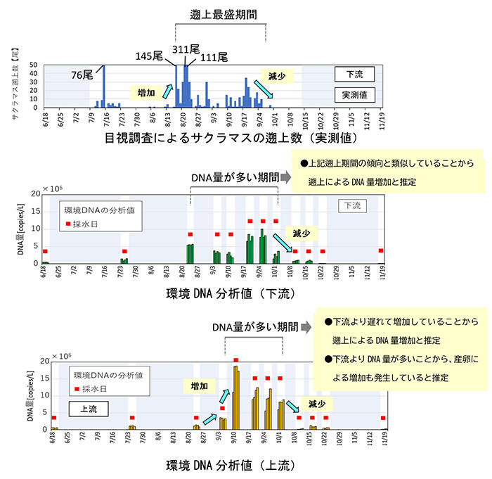 図2 サクラマスのモニタリング調査結果(目視調査、環境DNA分析値)